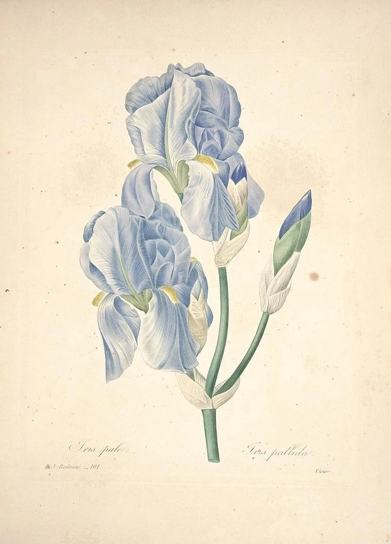 Scelta dei fiori più belli (tavola 101) - Iris pallida